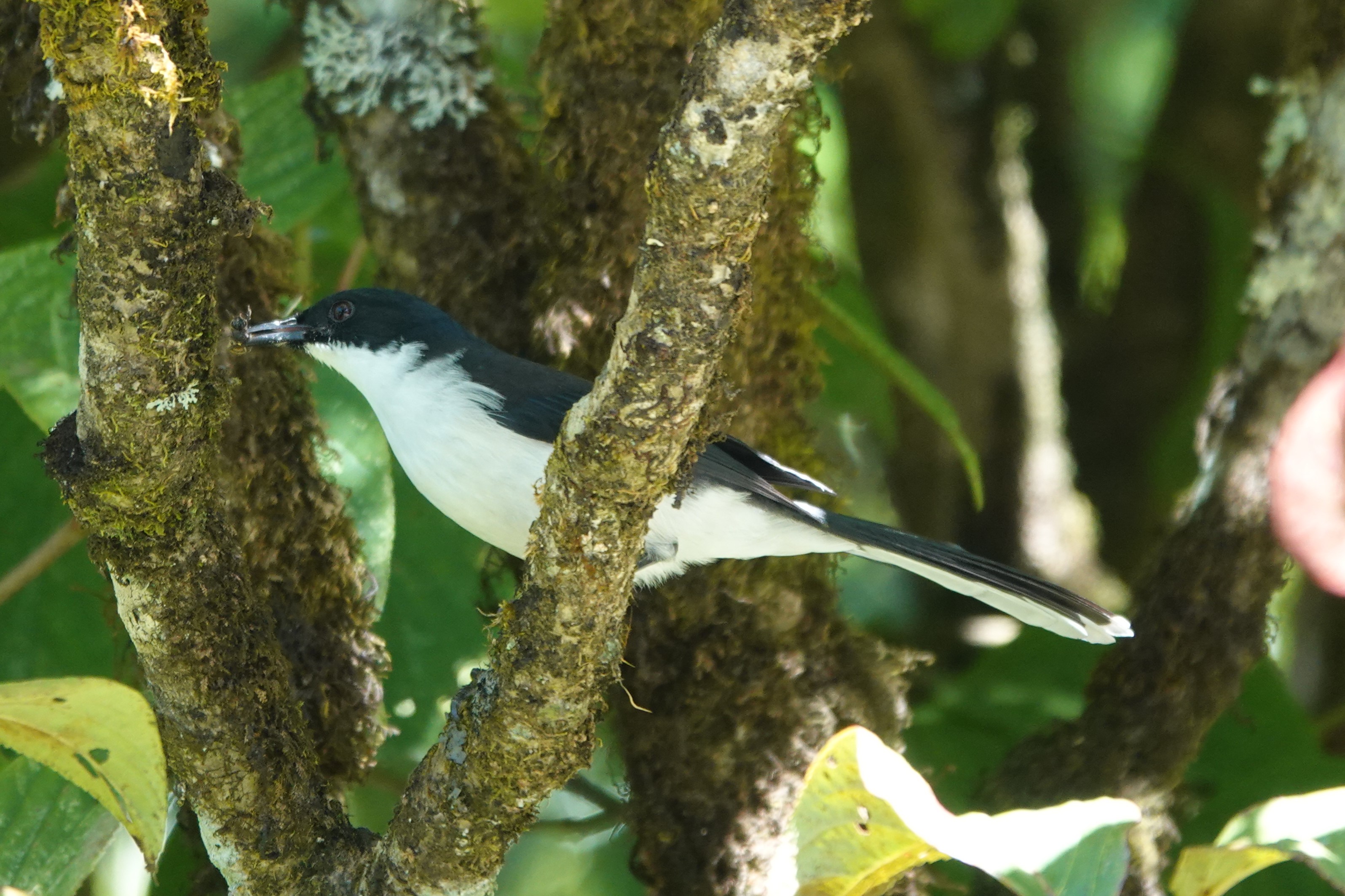 Black-backed Sibia