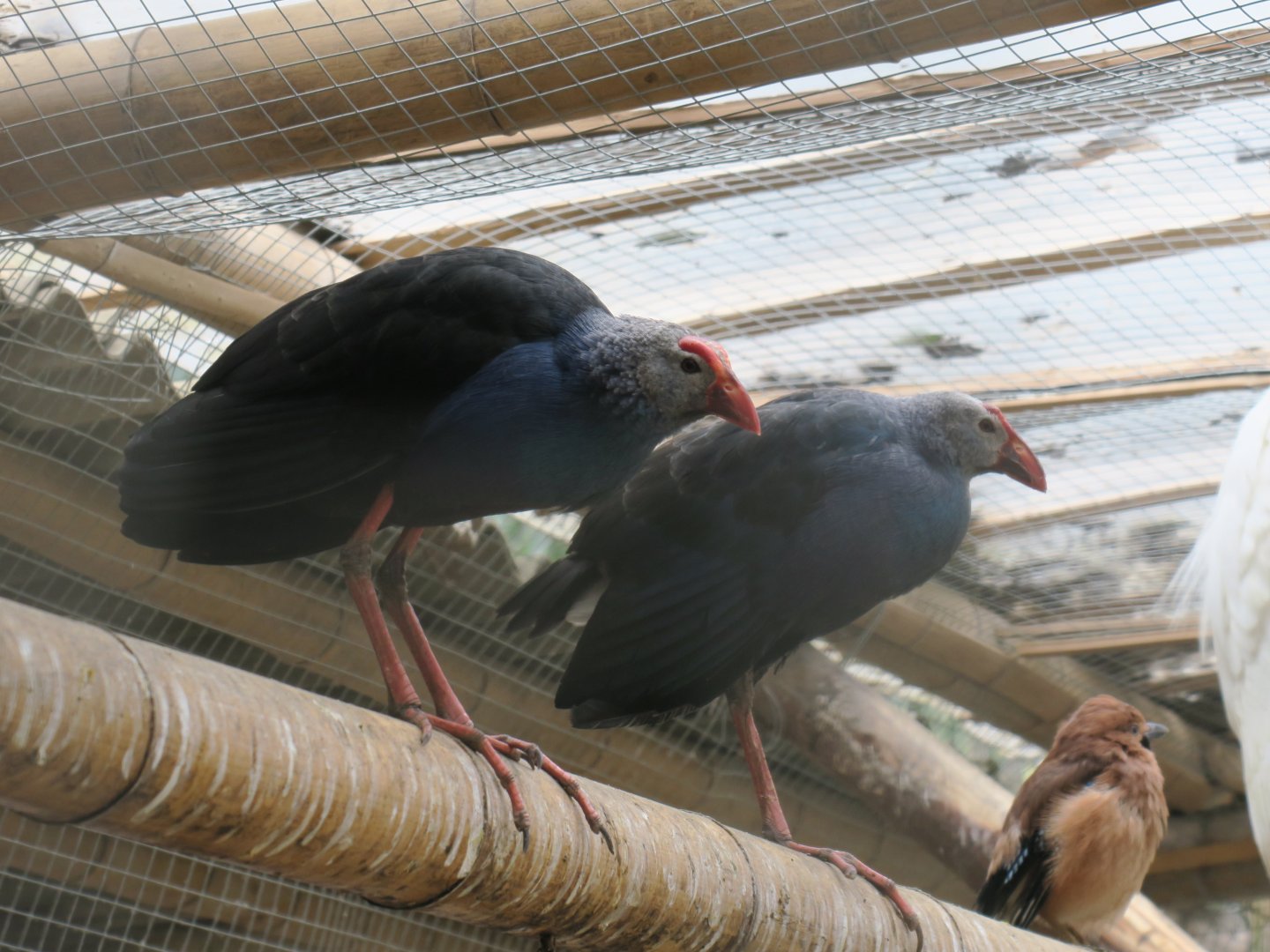 black-backed swamphen (Porphyrio indicus)