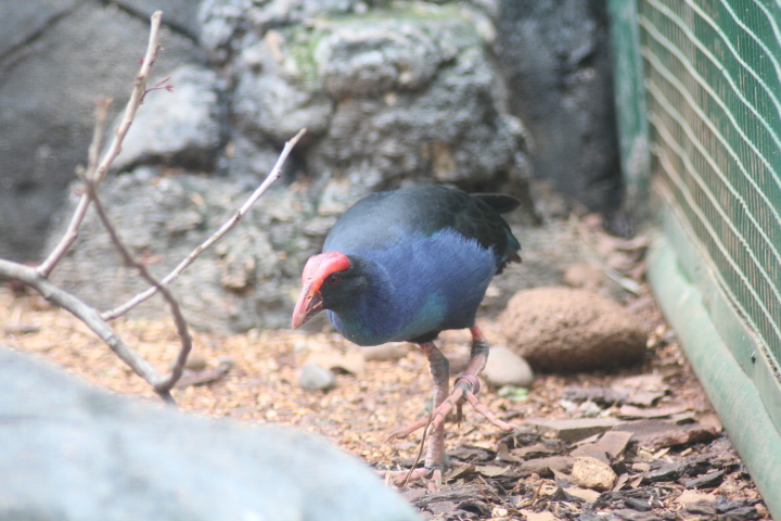 Black-backed swamphen (Porphyrio indicus)