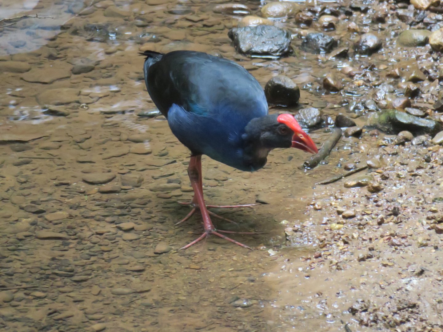 Black-backed swamphen