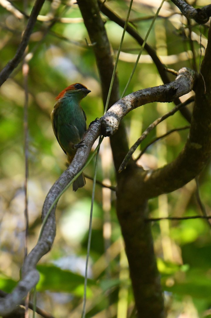 Black-backed Tanager (Tangara peruviana)