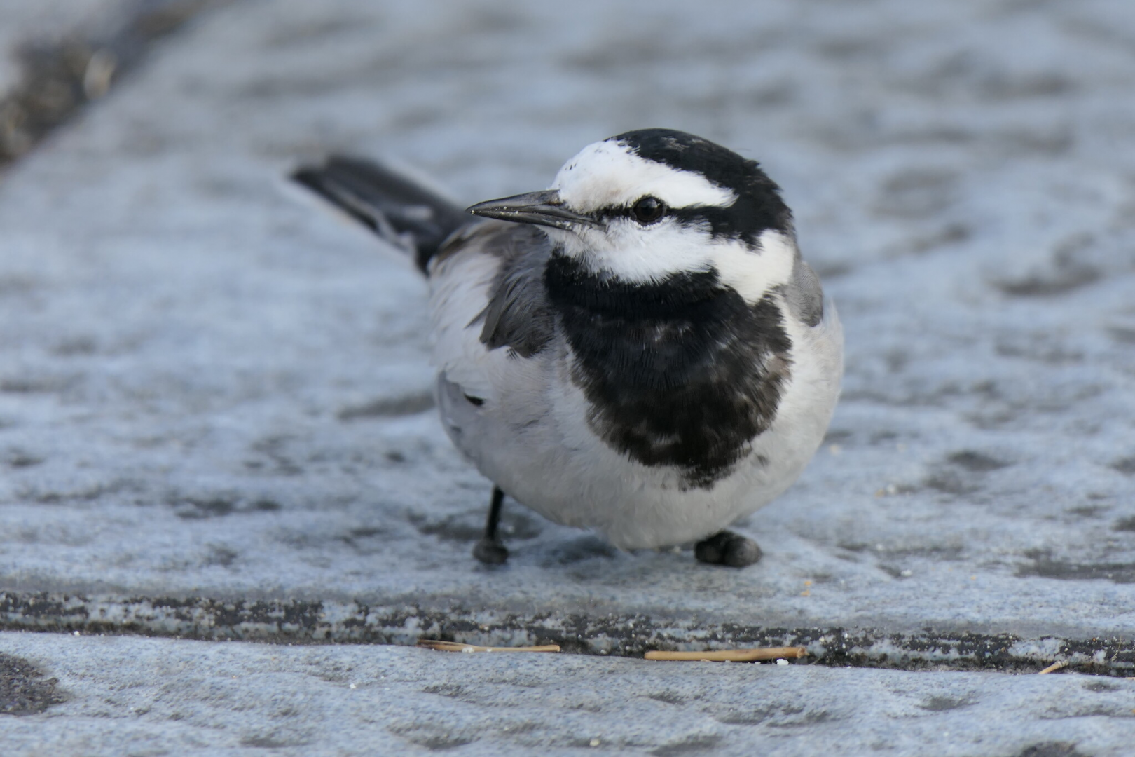 Black-backed Wagtail (Motacilla alba lugens)