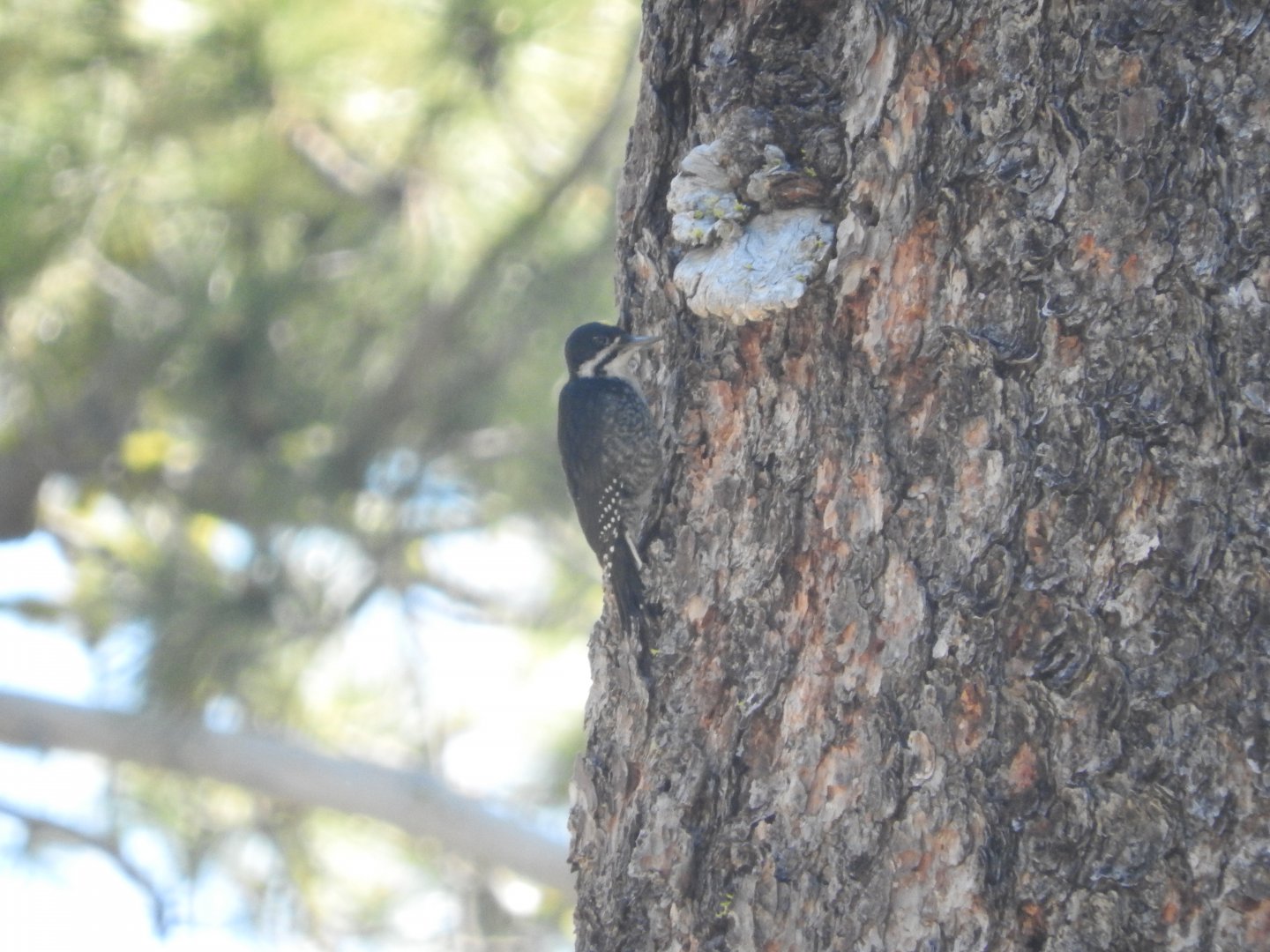Black-backed Woodpecker