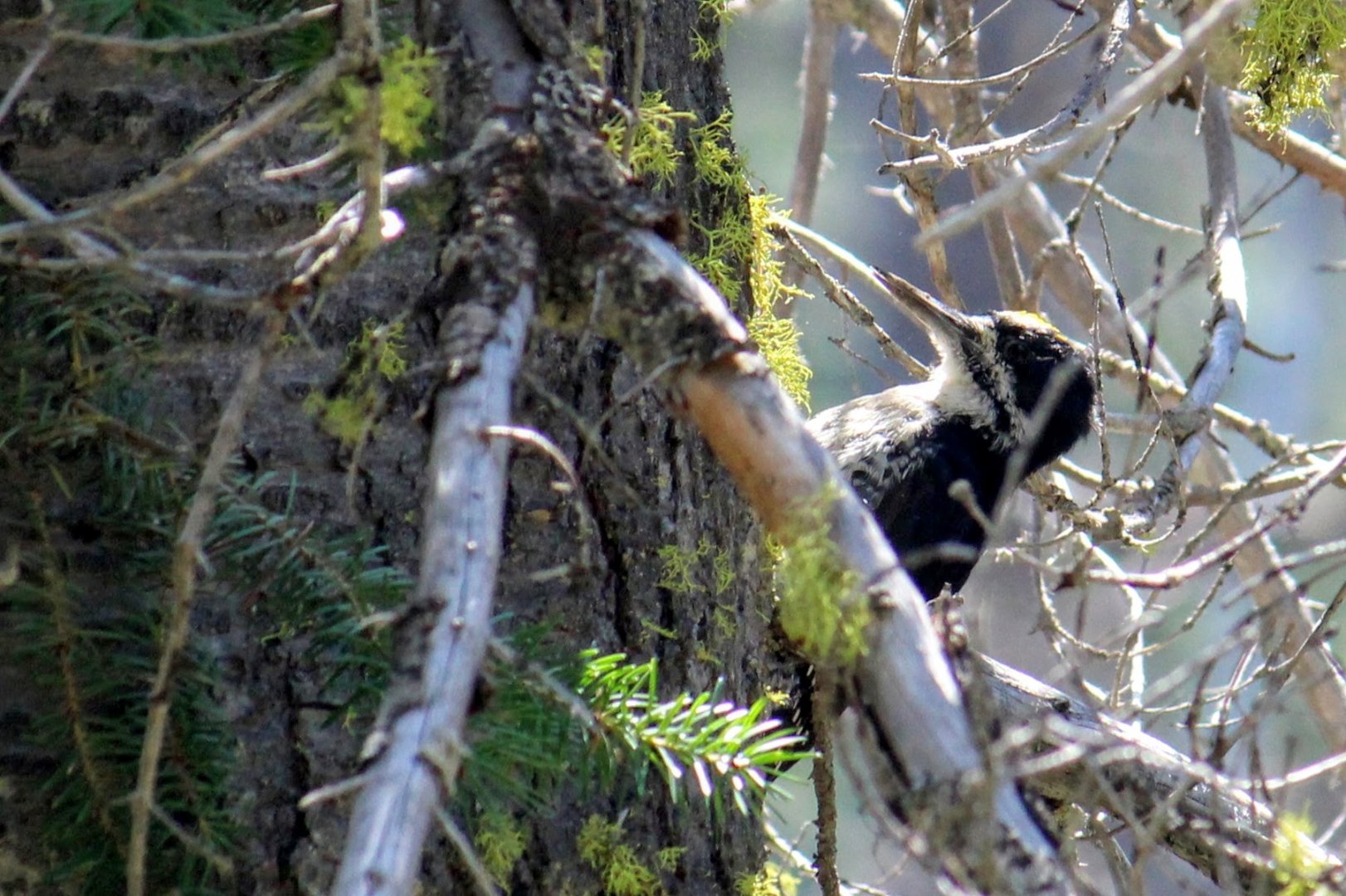 Black-backed Woodpecker