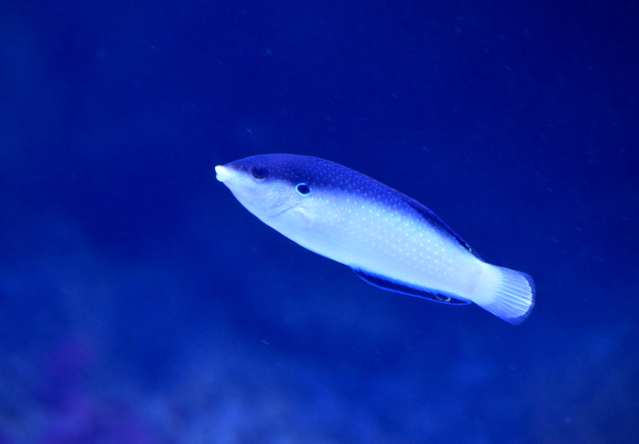 Black-backed Wrasse