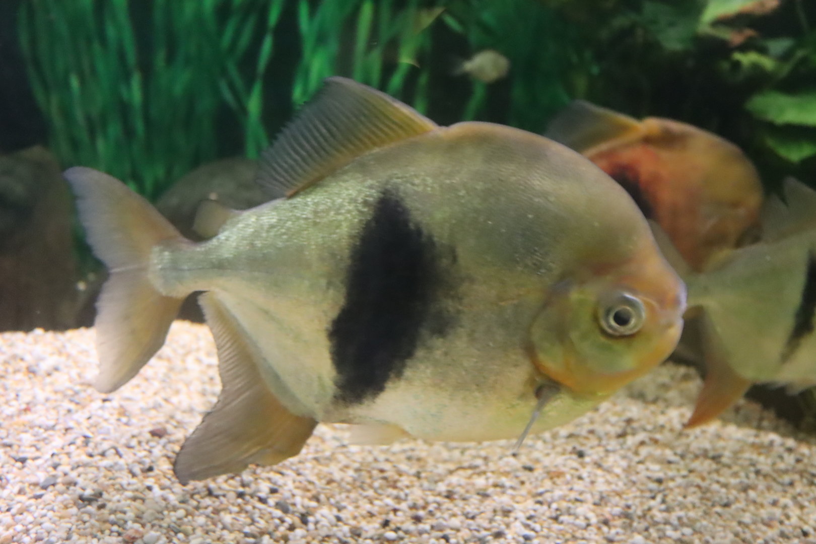 Black Band Myleus (Myloplus schomburgkii)