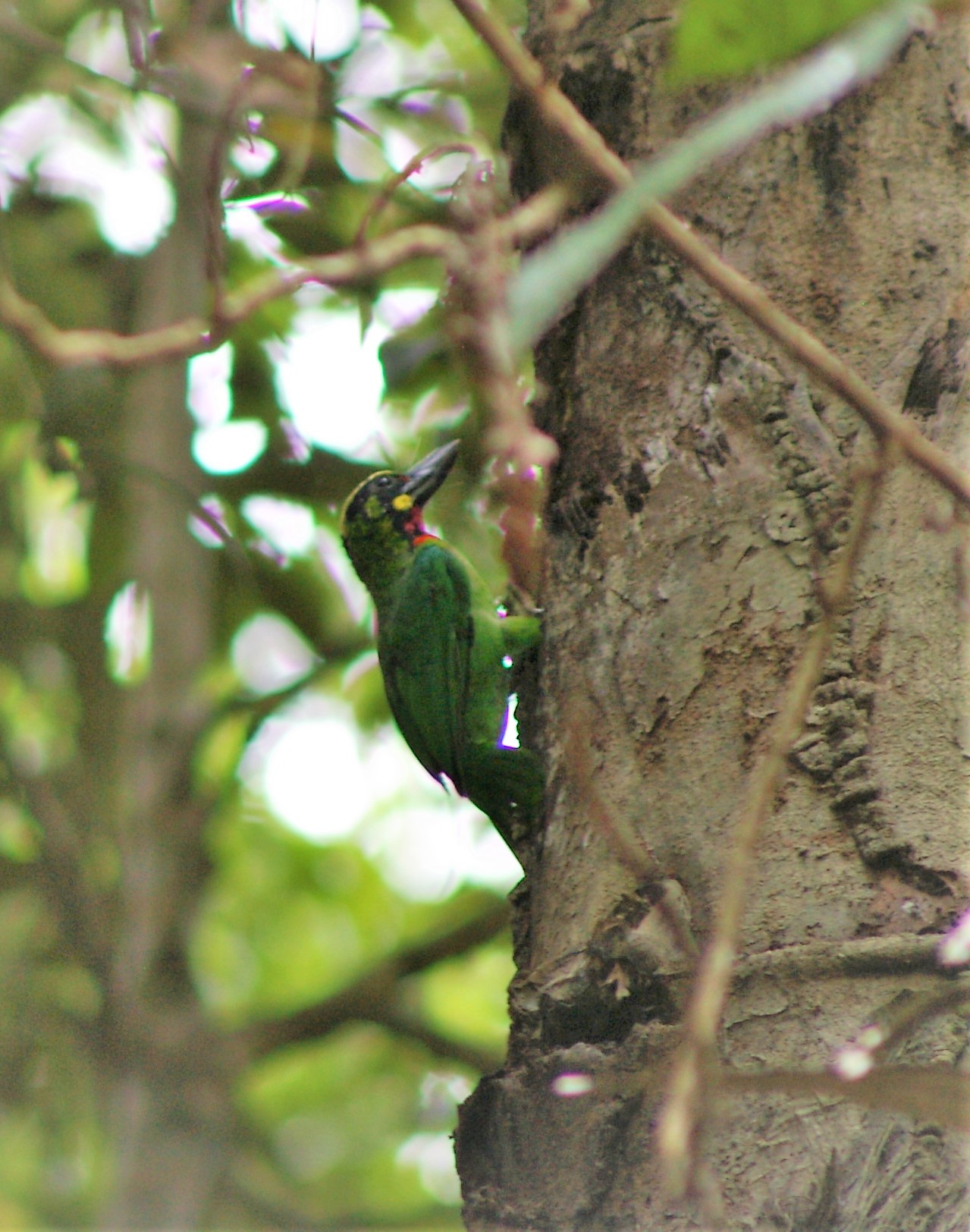Black-banded Barbet (Megalaima javensis)
