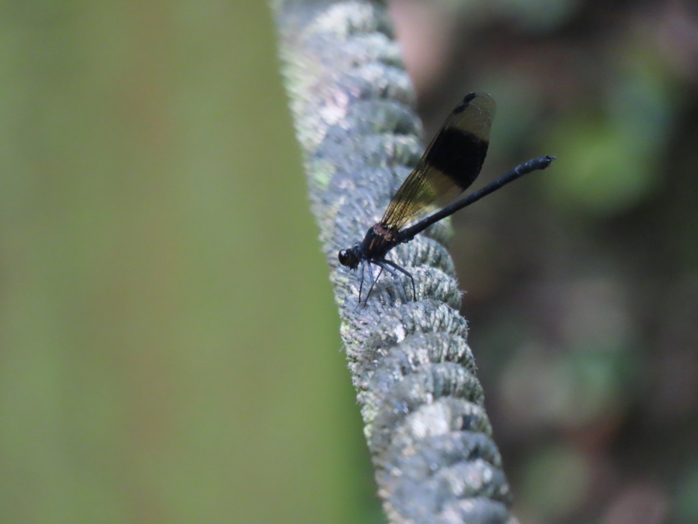 Black-banded Gossamerwing
