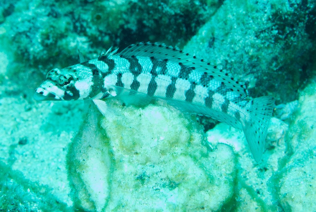 Black-banded Grubfish