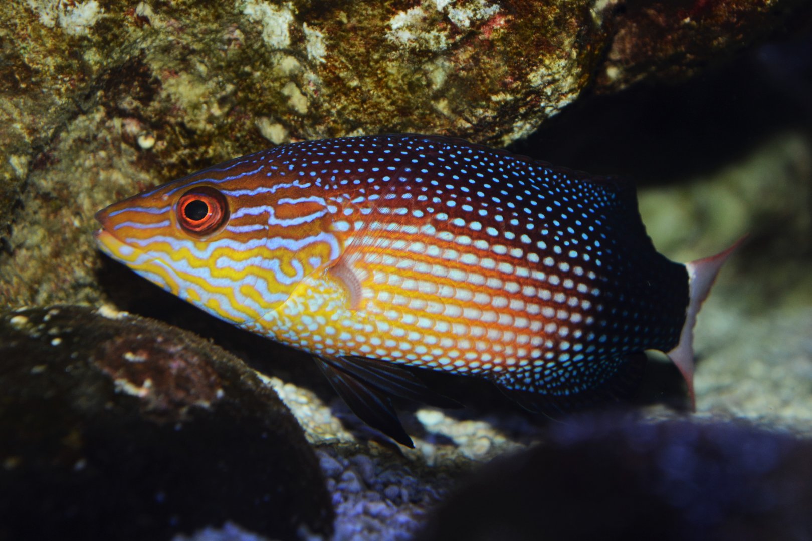 Black-banded hogfish (Bodianus macrourus)
