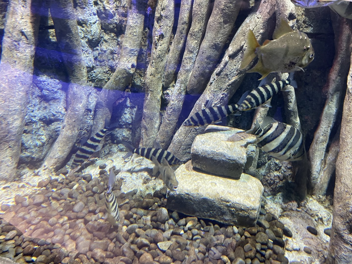 black-banded leoprinus (leporinus fasciatus) - BX Sea