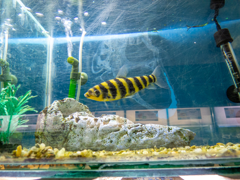Black-banded Leporinus (Leporinus fasciatus)