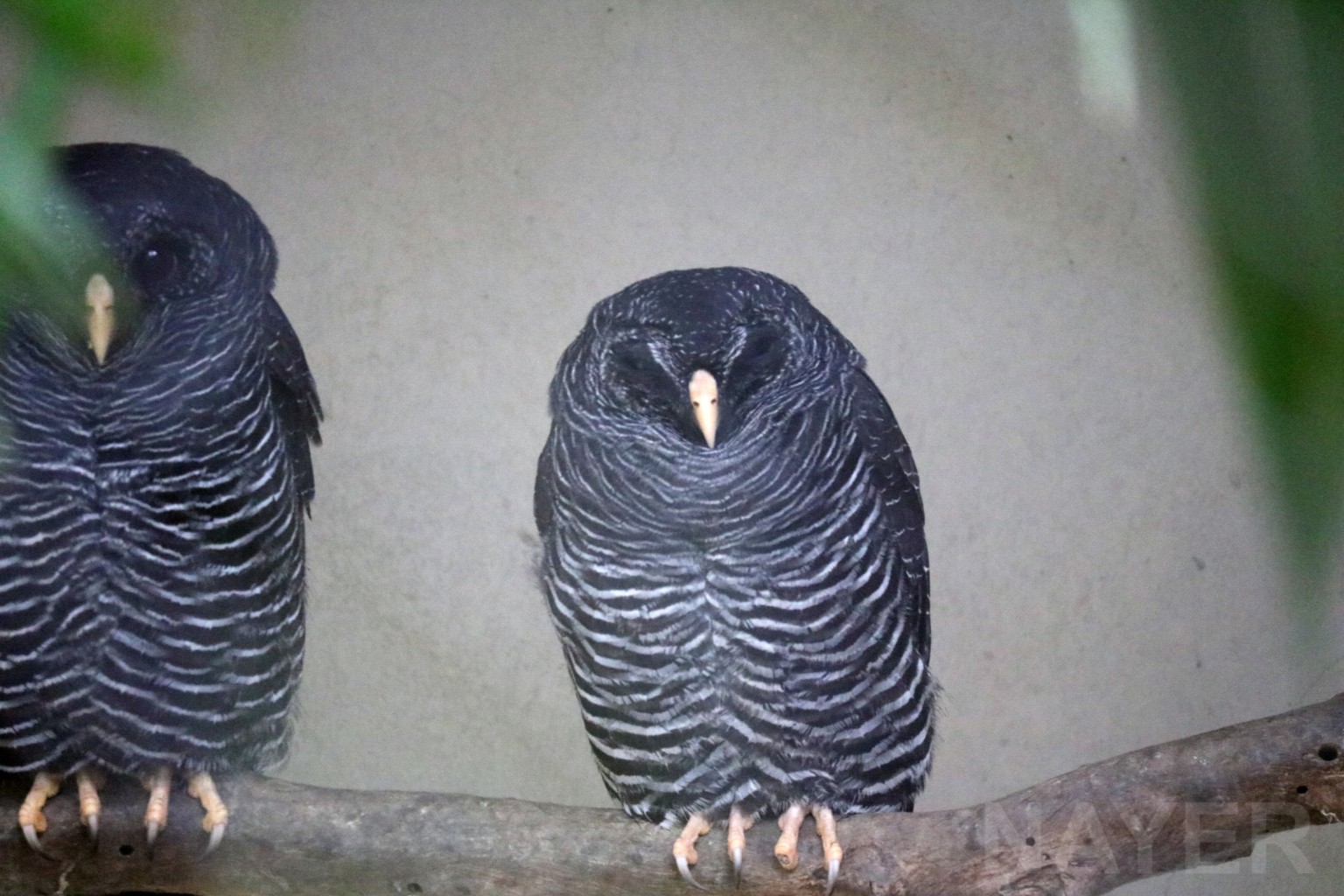 Black-banded owl, April 2016