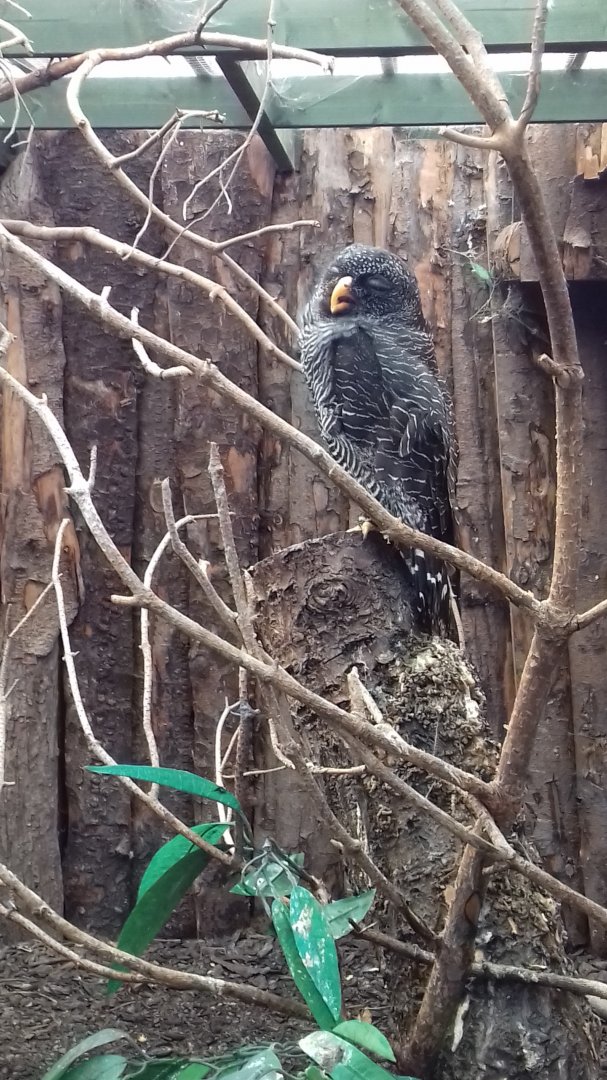 Black-banded owl (Ciccaba huhuia) in Tropical Owl House