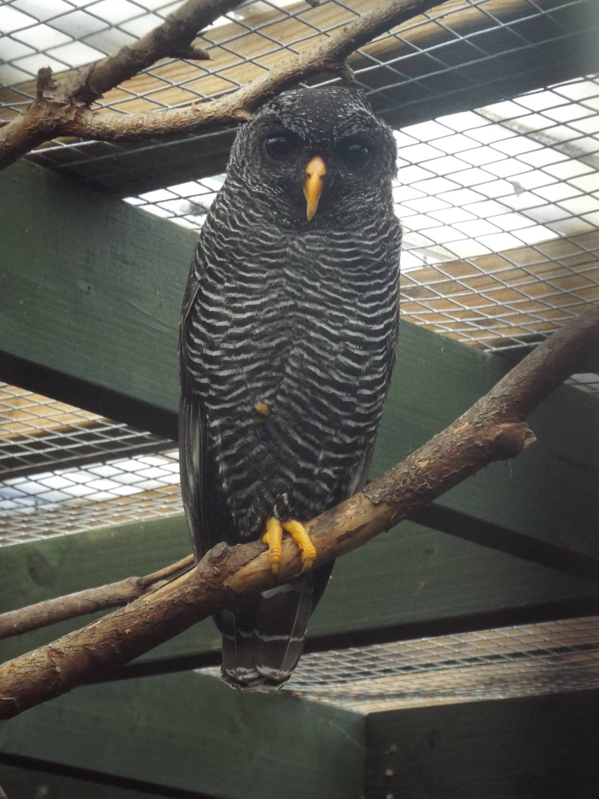 Black-banded Owl (Ciccaba huhula) at Scottish Owl Centre - May 6th 2015