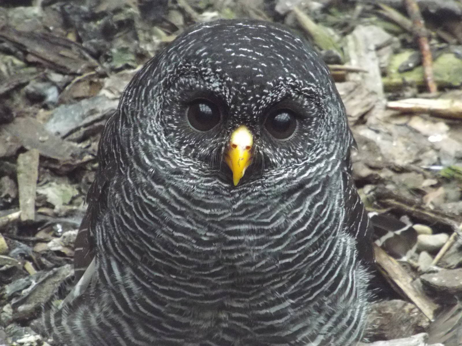 Black-banded Owl (Ciccaba huhula) at Scottish Owl Centre - May 6th 2015