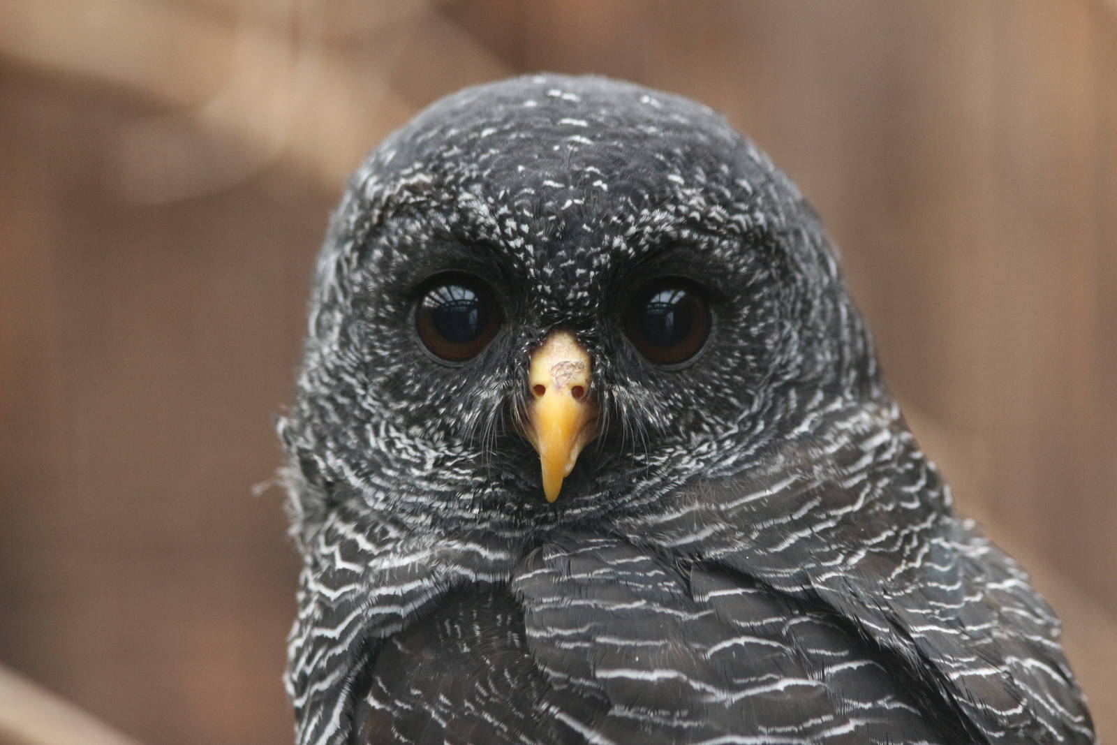 Black-banded Owl @ Scottish Owl Centre; 14.10.2016