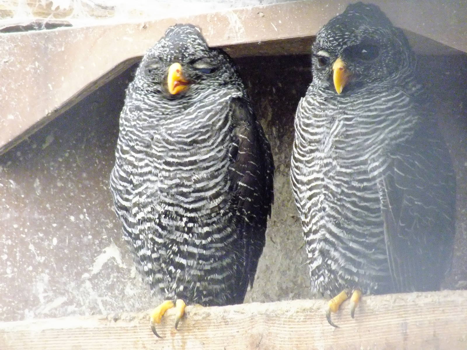 Black-banded owls -Small breeds farm park and owl centre, Herefords