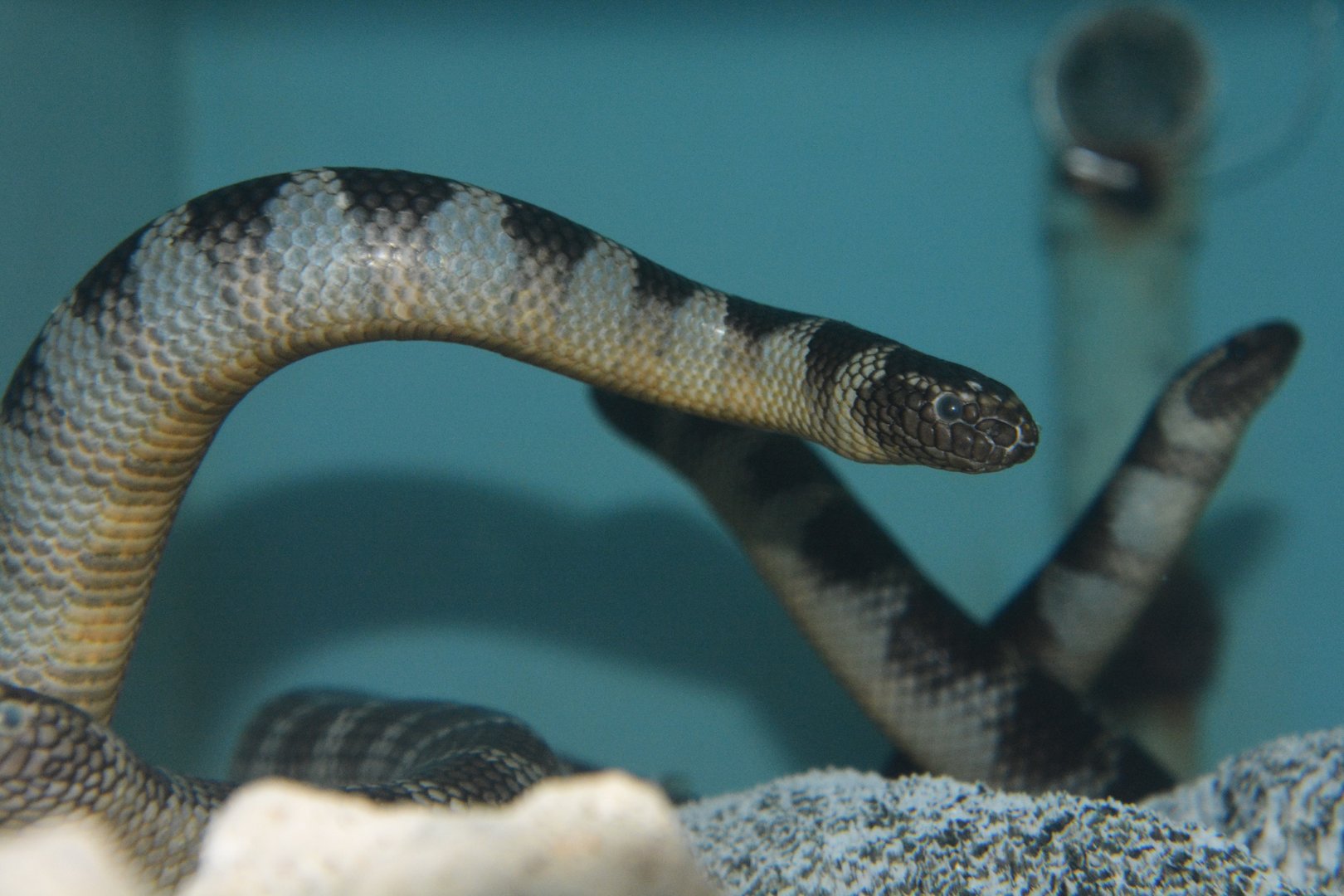 Black-banded sea krait (Laticauda semifasciata)