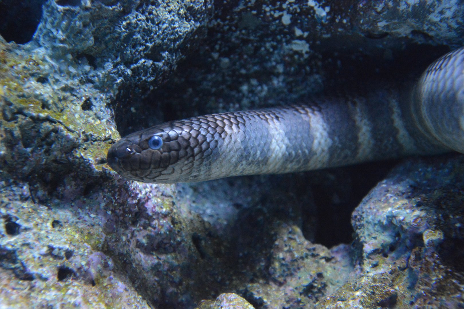 Black-banded sea krait (Laticauda semifasciata)