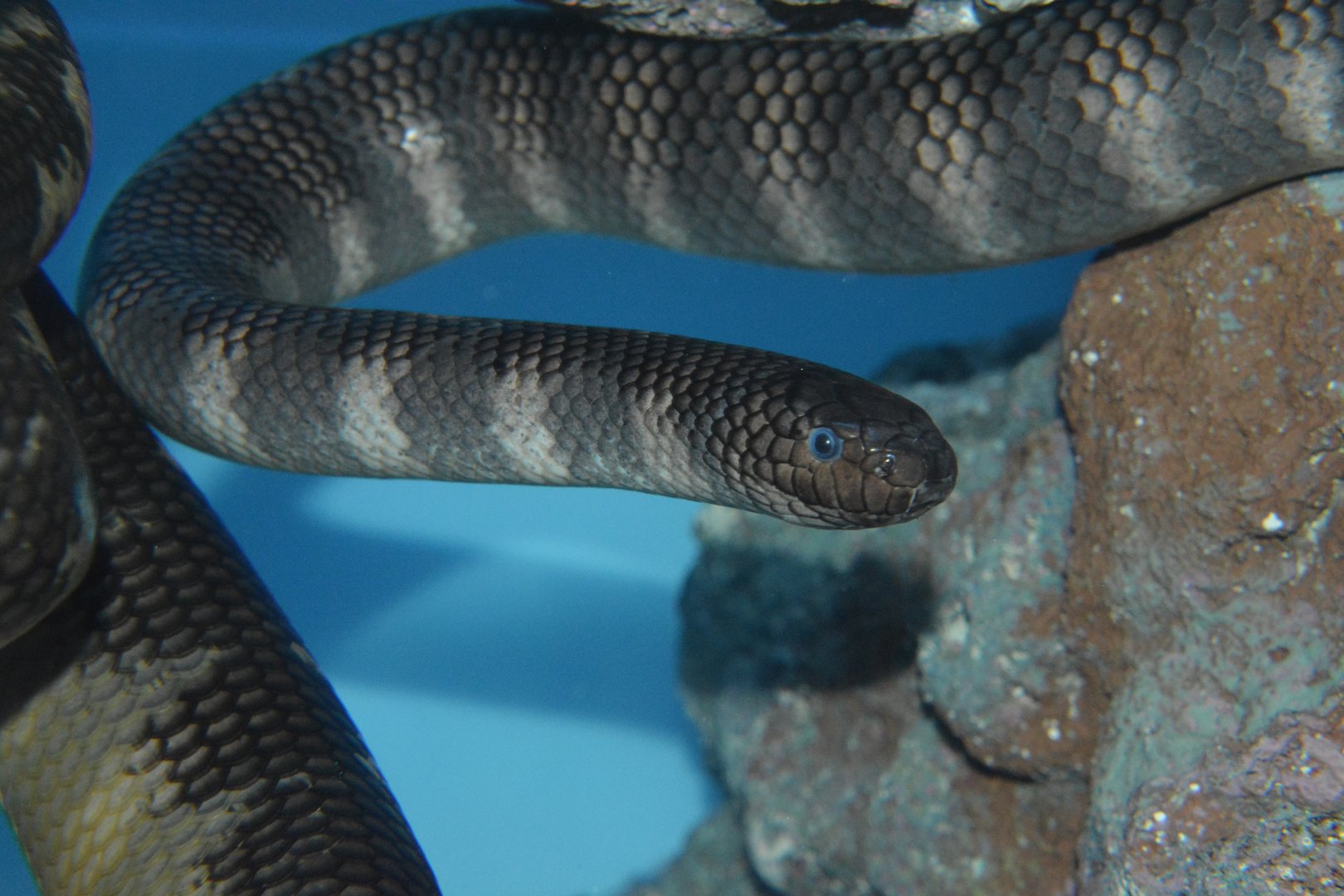 Black-banded sea krait (Laticauda semifasciata)