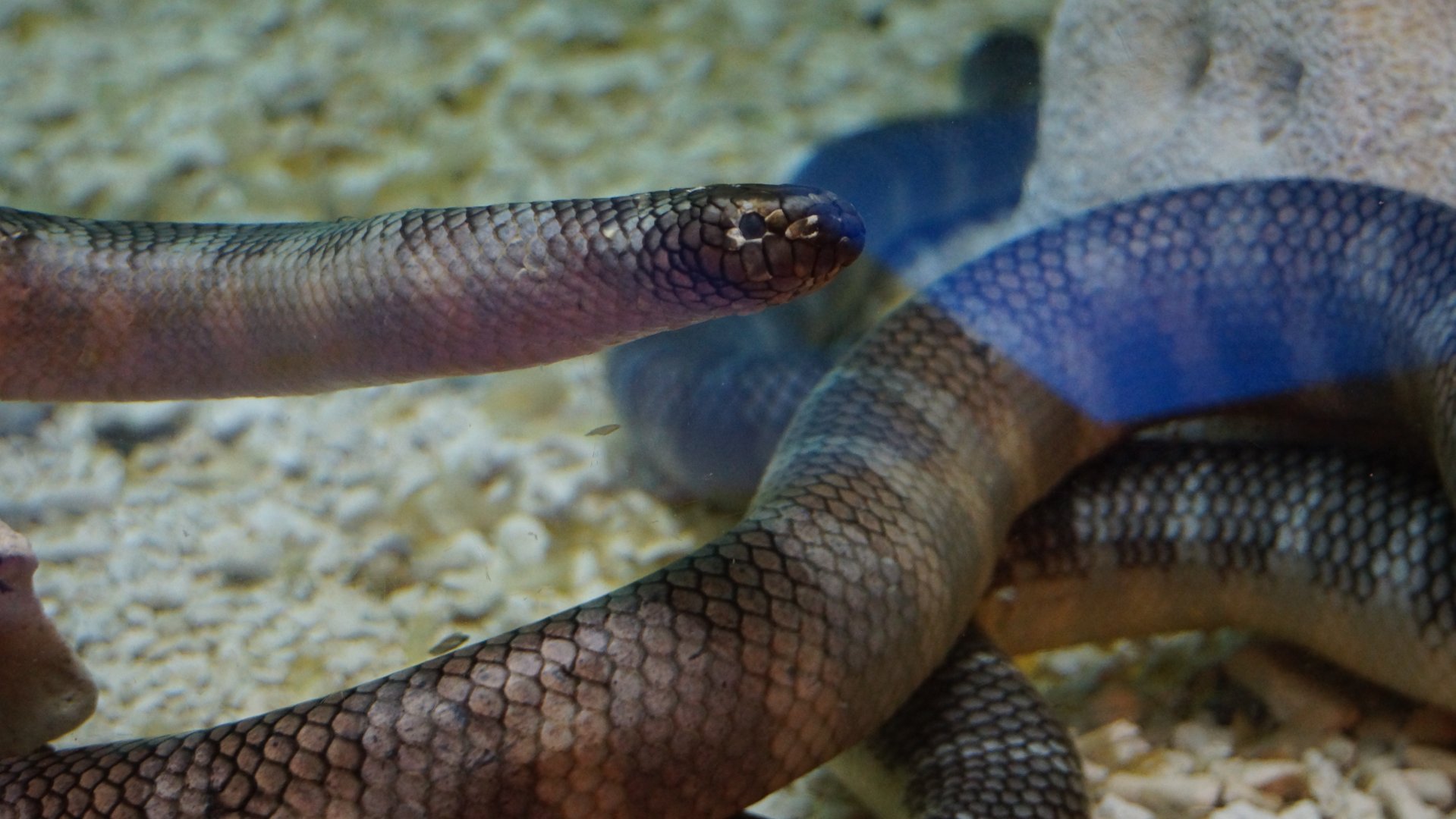 Black-Banded Sea Krait