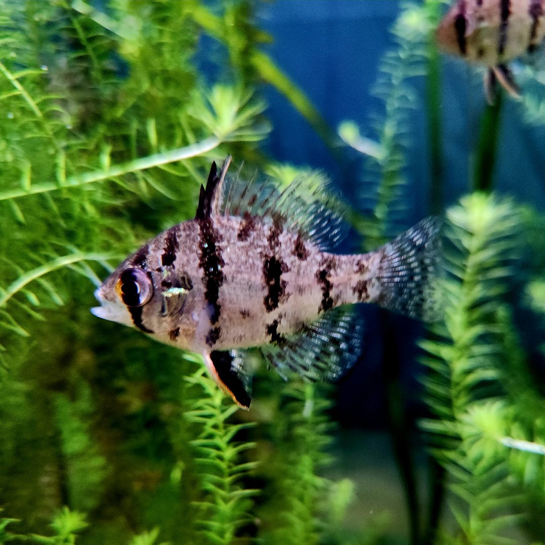 Black-Banded Sunfish (Enneacanthus chaetodon)