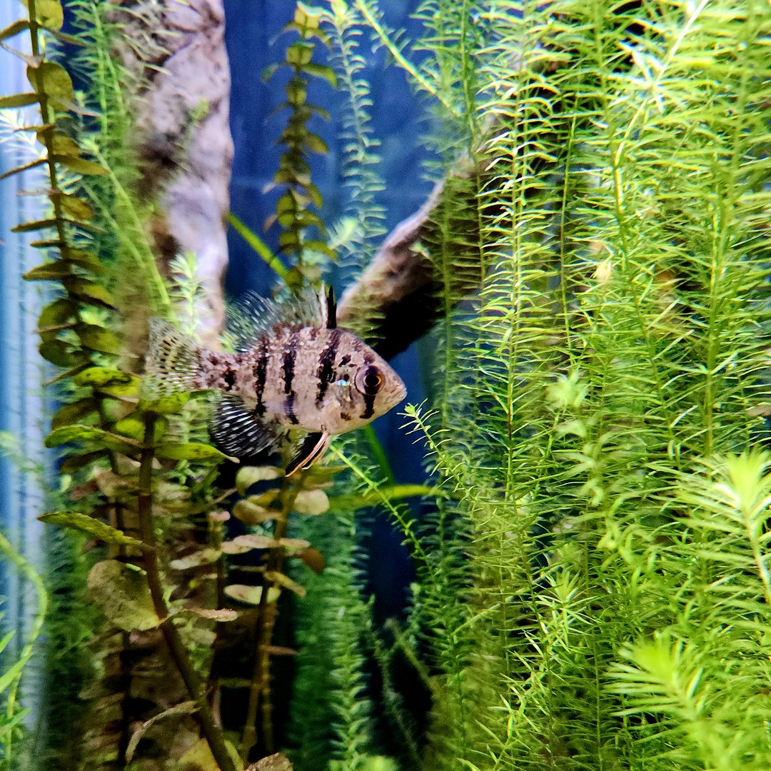 Black-Banded Sunfish (Enneacanthus chaetodon)