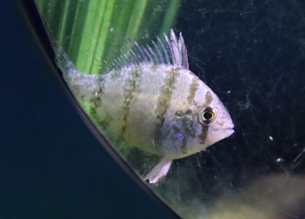 Black-banded sunfish (Enneacanthus chaetodon)