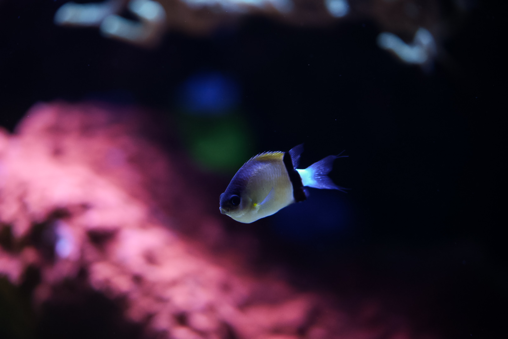 Black Bar Chromis