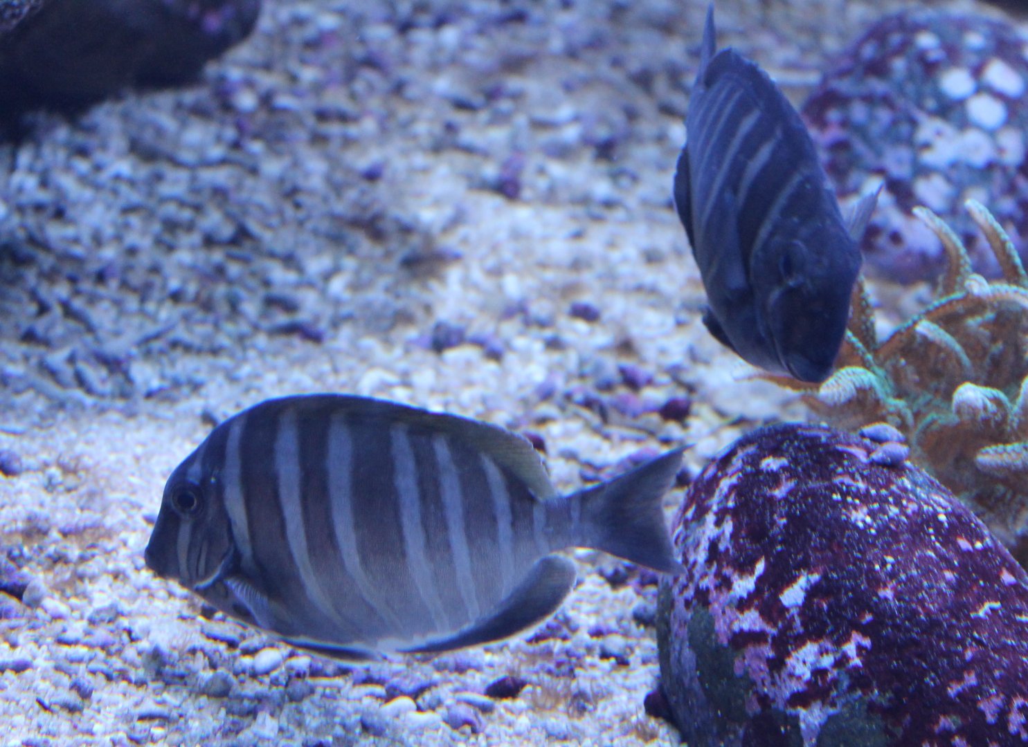 Black-barred surgeonfishes - Acanthurus polyzona