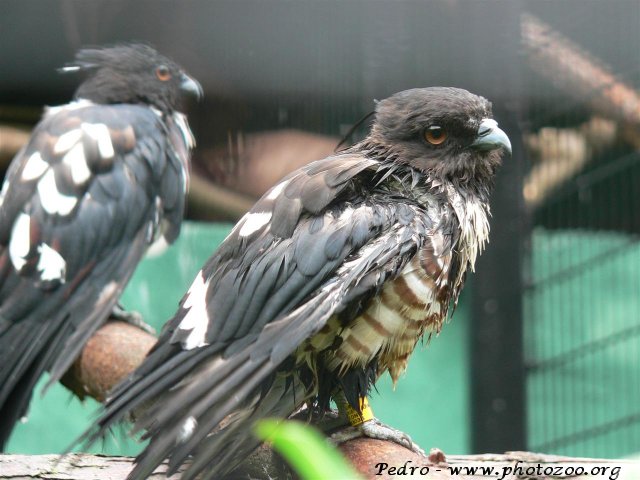 Black baza (Aviceda leuphotes)