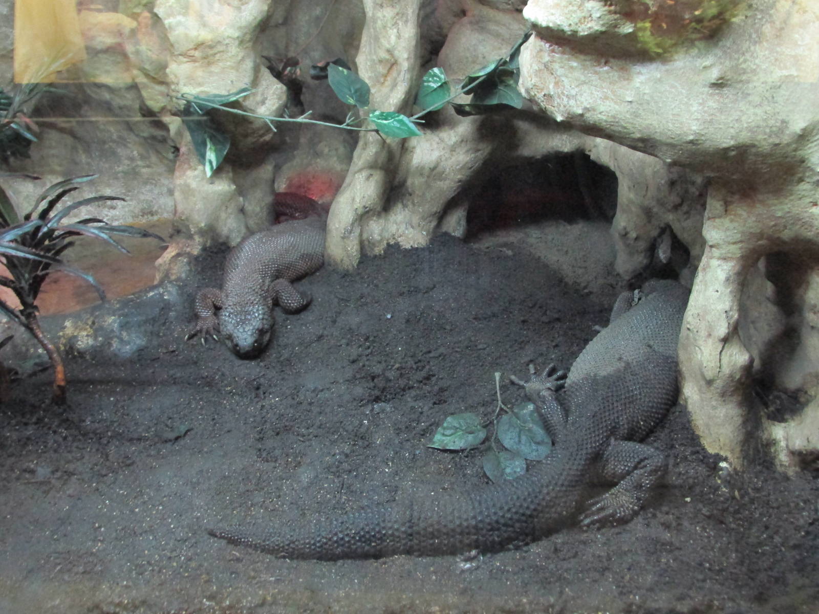 Black Beaded Lizard Chapultepec Zoo