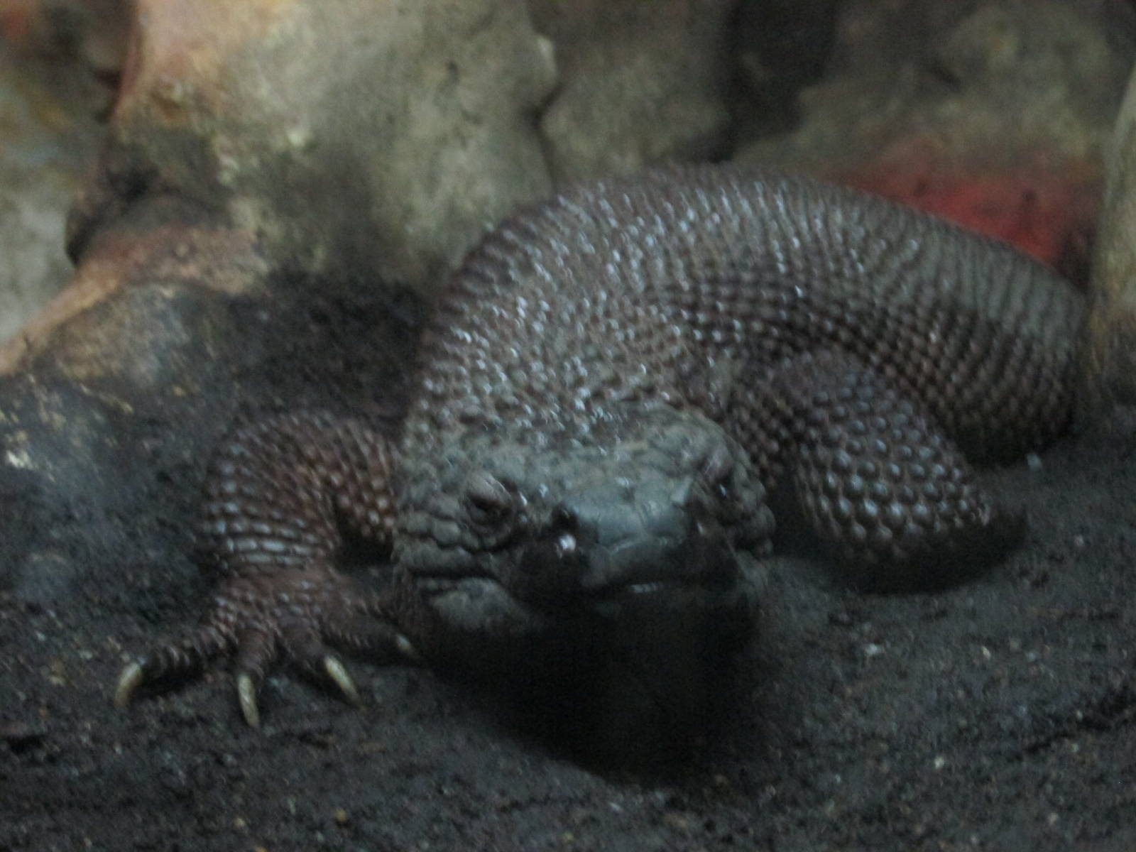 Black Beaded Lizard Chapultepec Zoo