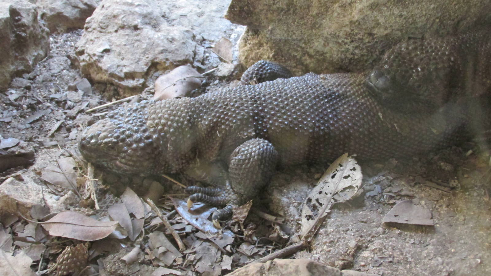 black beaded lizard zoomat - Heloderma Horridum Alvarezi is named in honor