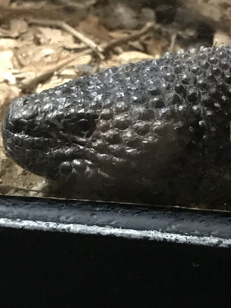 Black beaded lizard
