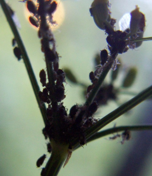Black Bean Aphids (Aphis fabae)