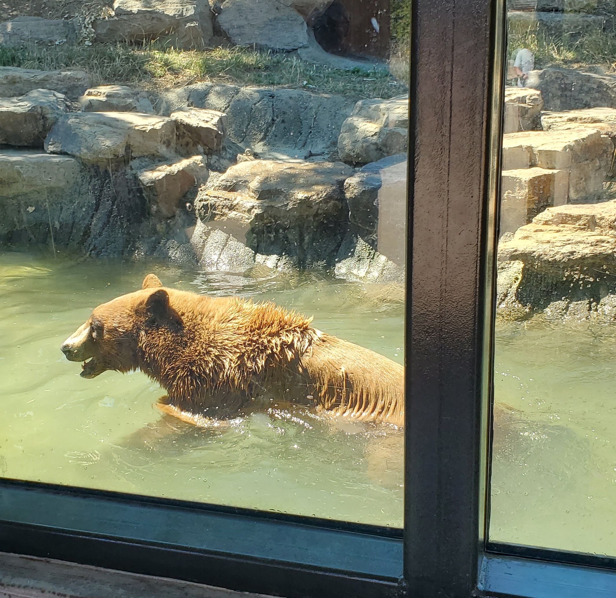 Black bear - 10 Jun 2022