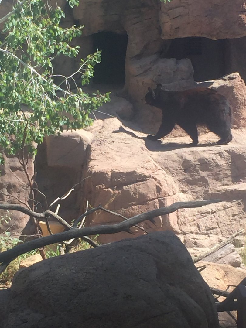 Black Bear 6-29-2018