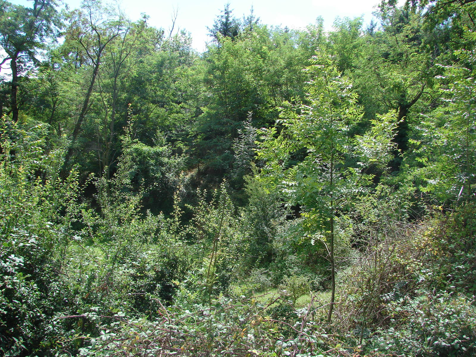 Black bear and american bison exhibit