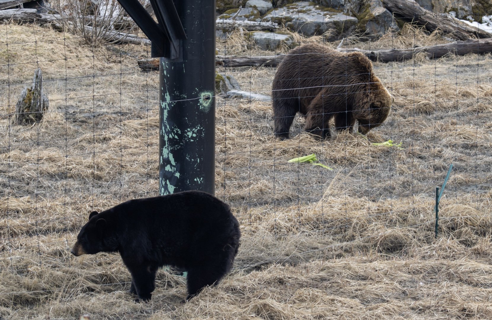 Black Bear and Brown Bear side by side
