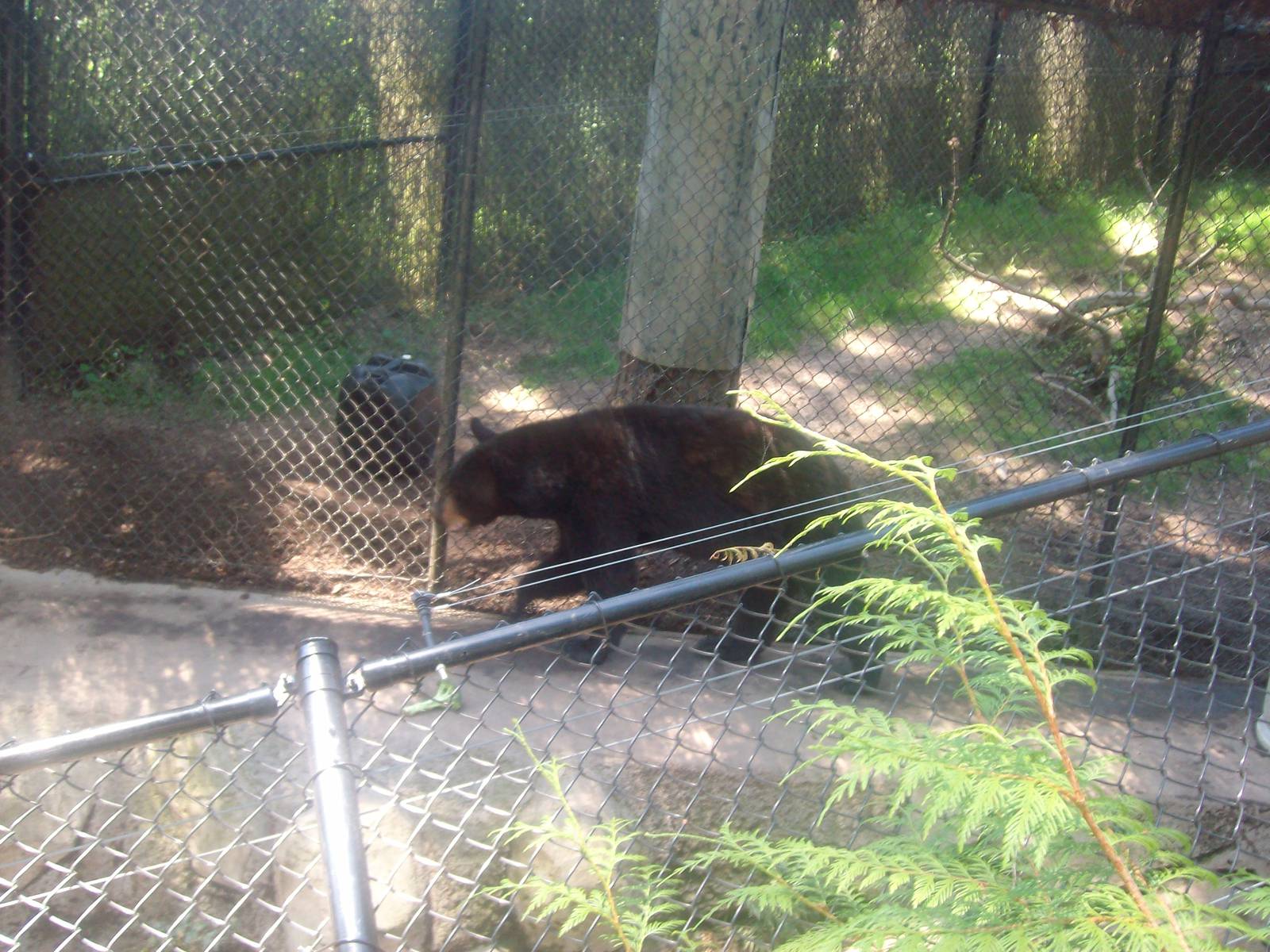 Black Bear at Oregon Zoo