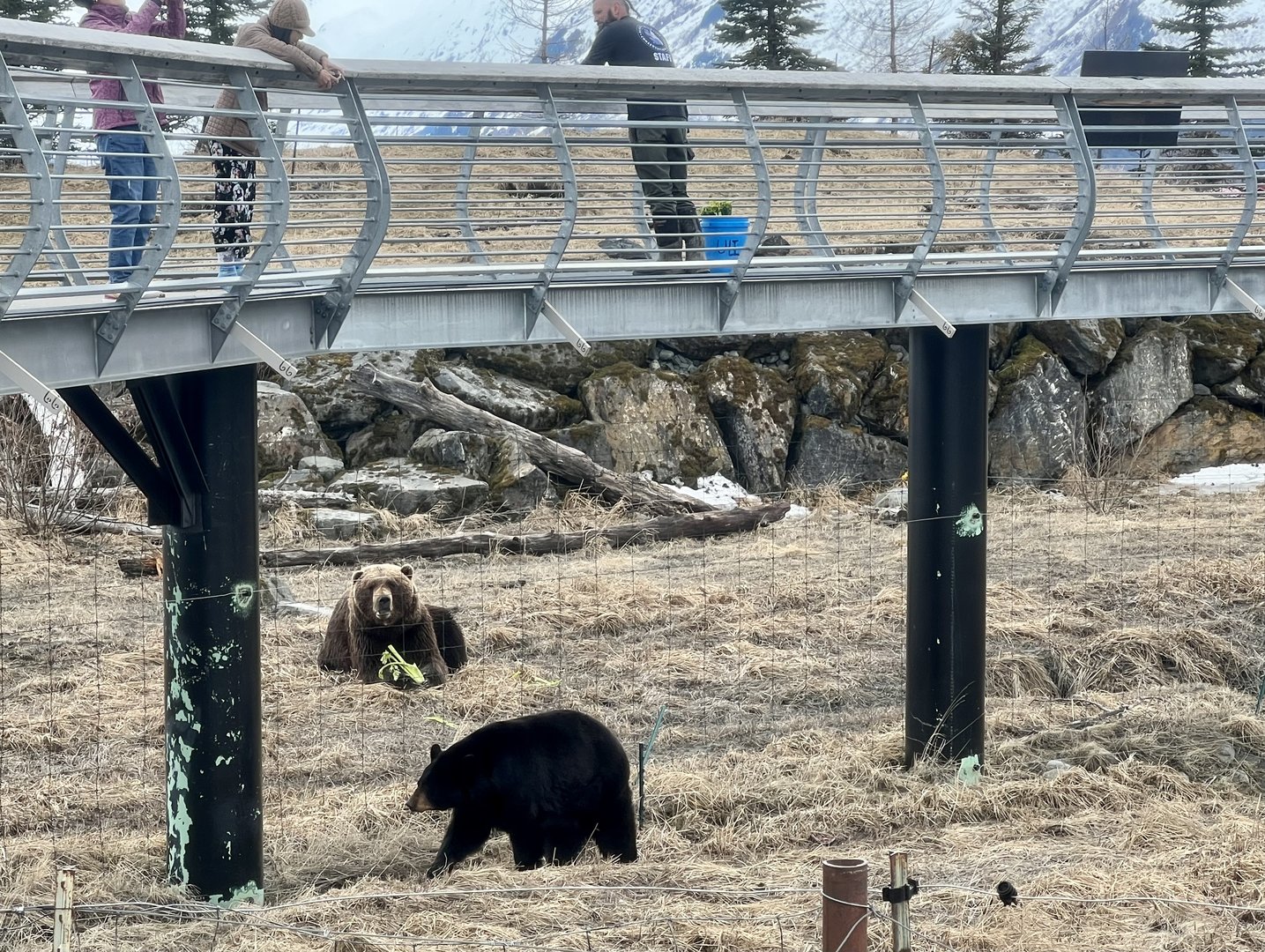 Black Bear / Brown Bear