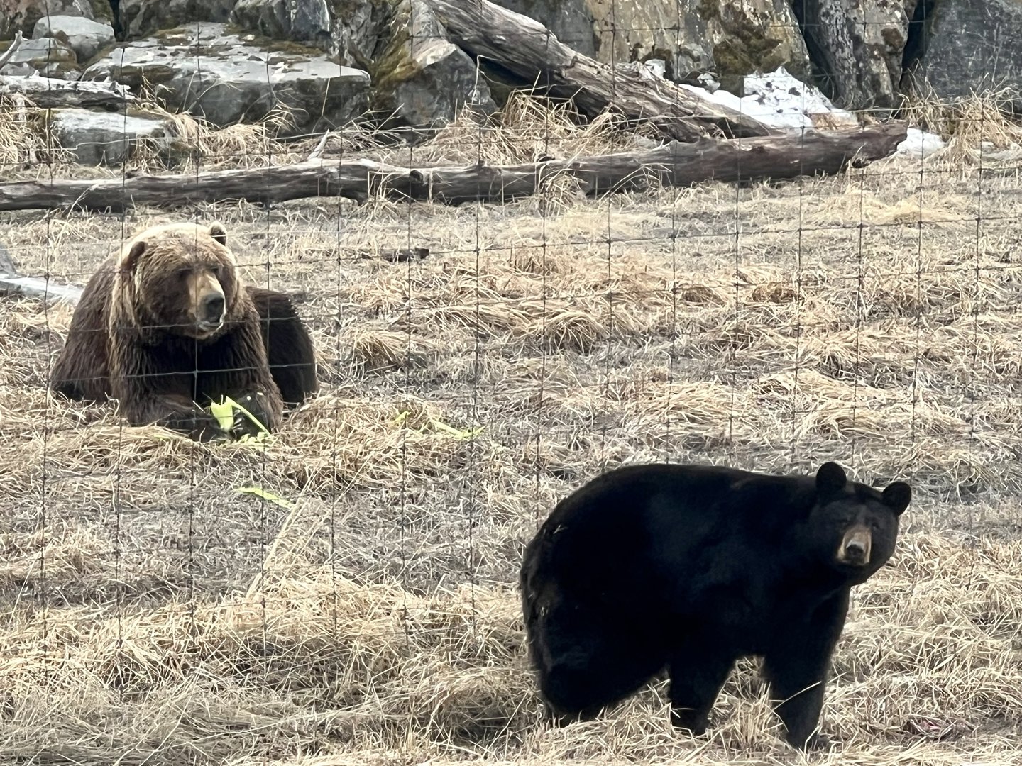 Black Bear / Brown Bear