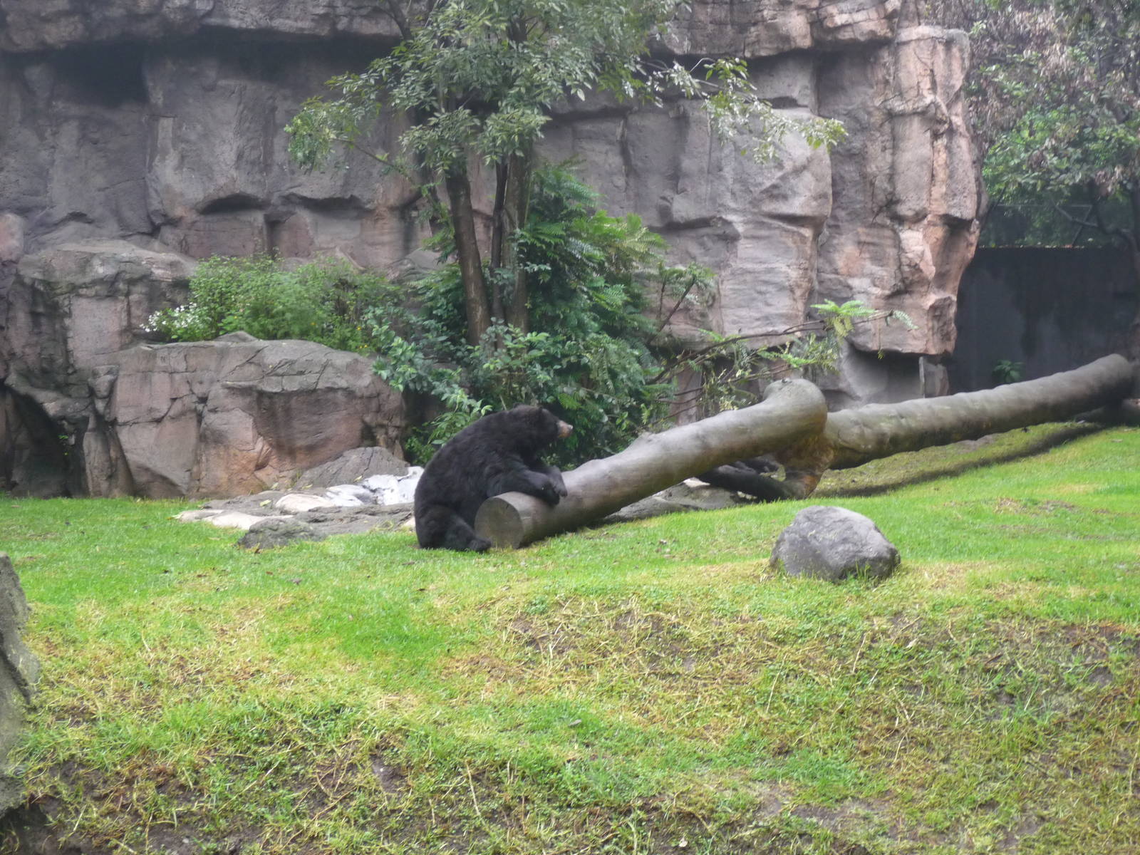 black bear chapultepec zoo