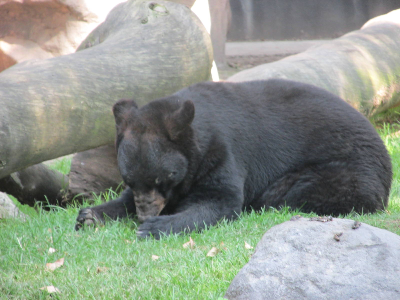 black bear chapultepec zoo