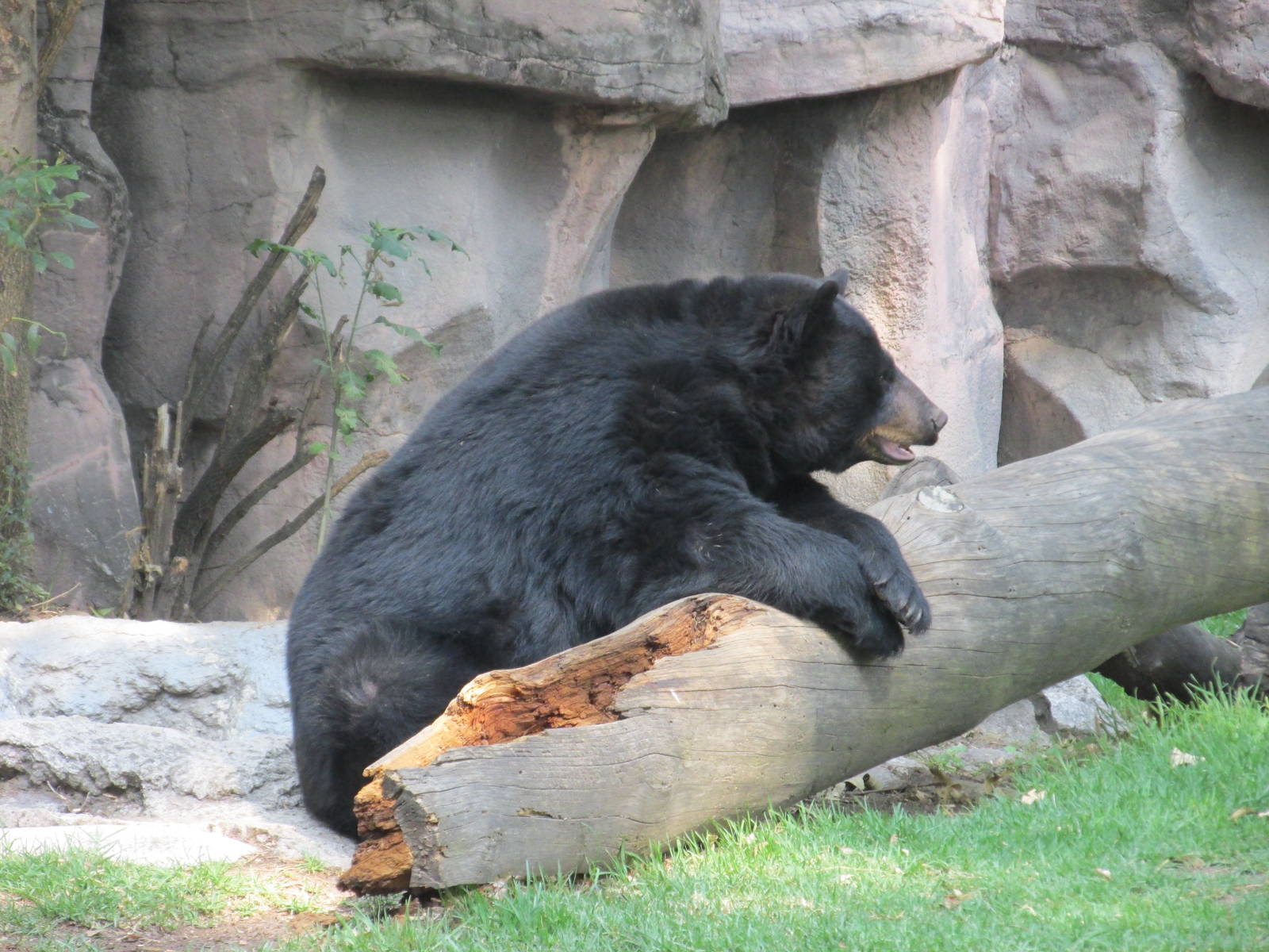black bear chapultepec zoo