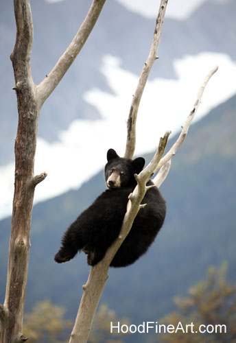 black bear cub and glacier