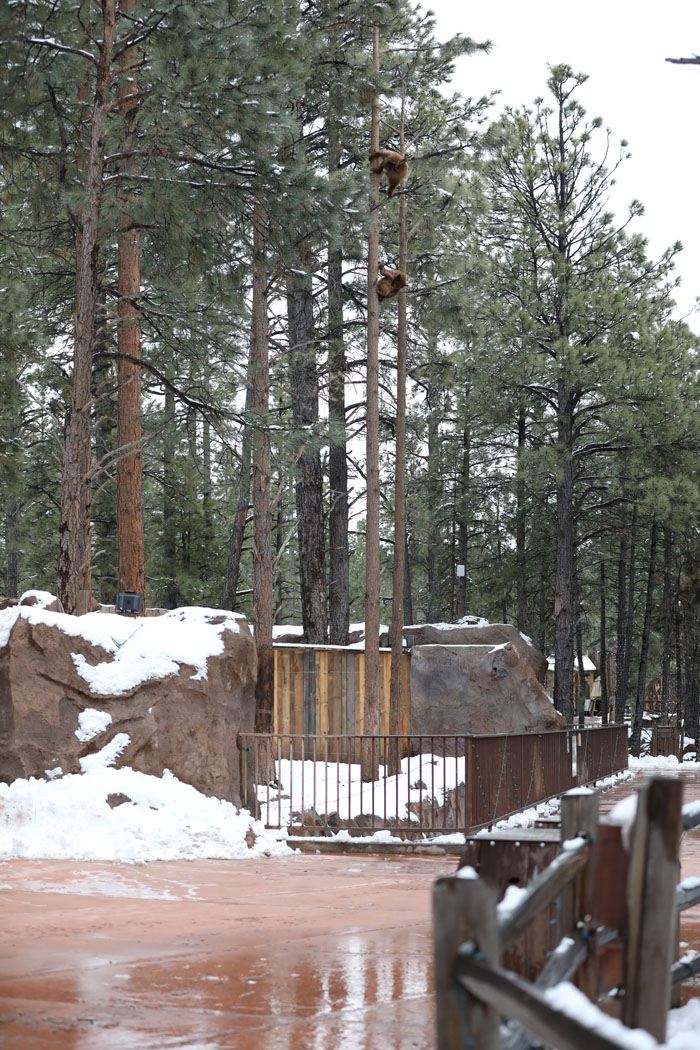 black bear cub exhibit