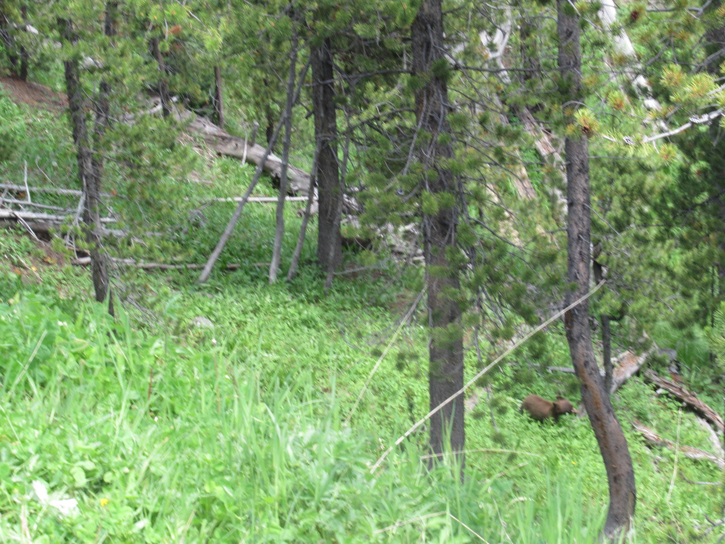 Black bear cub in Yellowstone National Park (look between the trees closest to you on the right hand side)